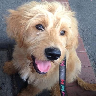 TobyShadow's profile picture. 