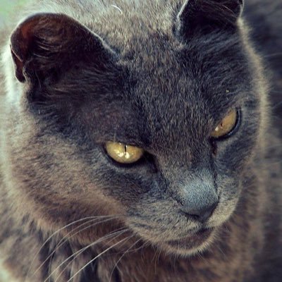 ASwiftJump's profile picture. [Toxic][Male][Single] “Tell me, did you ever think what would happen... after death?”