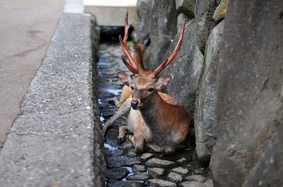 趣味垢です。ポケスリやらカラオケやらスーパー銭湯やらについてあてもなくつぶやきます。