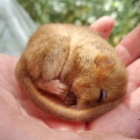 Devon Wildlife DWC (@devon_wildlife) 's Twitter Profile