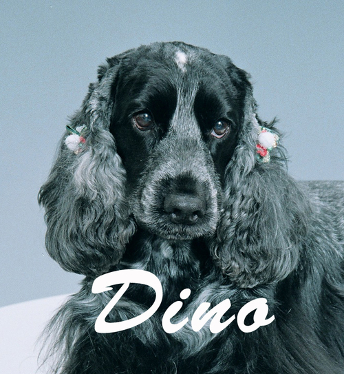 photostudiodino's profile picture. フォトスタジオ・ディノは 八事イオン店から八事三菱UFJ銀行隣り 市バス八事⑤バス停前にて2020年12月リニューアルオープンいたしました。宜しくお願いいたします。 ブログhttps://t.co/S8xKzc9oqcインスタグラムhttps://t.co/XcVX0rGe43