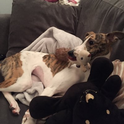 I'm Mini, I live in Hampshire with my humans. I'm a fun loving, easy going whippet. if you ever see me around stop and say hello.