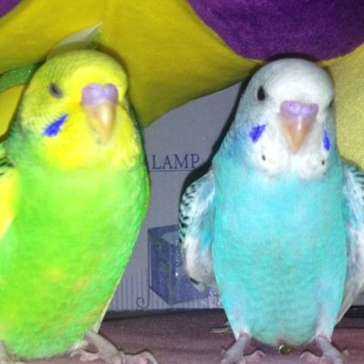 鳥ちゃん🐥大好き❗️セキセイ7羽オカメ2羽ウロコ2羽ヤエザクラ1羽アケボノ1羽と暮らしてます。 富士山と滝を見るのが好き。手芸垢⇒ @AkemiInko 鳥刺繍やってますPassion flower #minne https://t.co/wwmdbqydlY😊