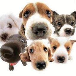 Hablemos de perros, cuidados, adiestramiento, hoteles para perros, planes con perros, etc