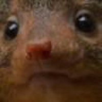 Alex (@leftyfl1p) 's Twitter Profile