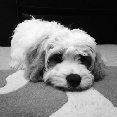 CwtchyCavas's profile picture. We make delicious and healthy dog treats. why not visit our page on face book https://t.co/bdWbEt33re