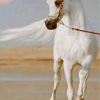 سالب تثليث أجنبي 24 (@mdht91573) Twitter profile photo
