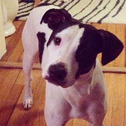 CrossfitCowDog's profile picture. I'm Loki. I'm awesome. l'm a @bullypawsrescue. Also I like chicken & wreaking havoc. My sister @thepuppyPearl says I'm delusional. #LivingLaVidaLoki #Hooligan