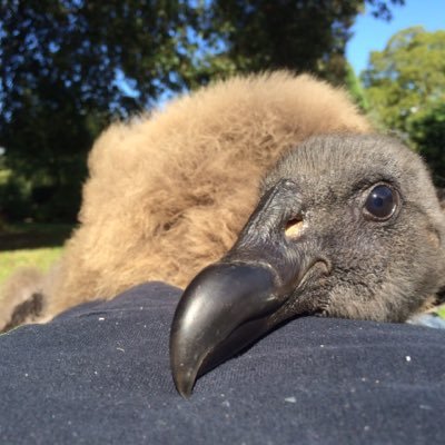 condortweets's profile picture. The personal thoughts, comments and views through the eyes of a young Andean Condor... 😀