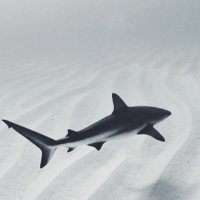 Selftaughtrader (@selftaughtrader) 's Twitter Profile