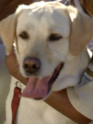 Vincent_Dog's profile picture. Want to Contribute? Contact me. Look at who @The_Island follows for more LOST characters.