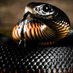 Black Anaconda (@bconda0) Twitter profile photo Black Anaconda (@bconda0) Twitter profile photo