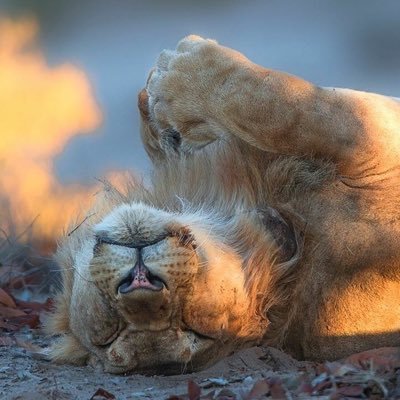 Photographical Exhibiton of our rare Desert Mammels of Namibia in Damaraland and Kaokoland ,Desert Lions ,Rhinos,Elephants and other Wildlife