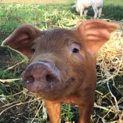 Musings on life from a Suffolk pork farmer. charcuterie online https://t.co/Jv347IdzB4