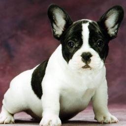 BulldogLovers01's profile picture. 