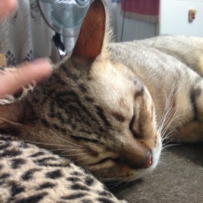 My family aside, I love cats, cute stuffs, foods, looking my OTP fanarts on pixiv and twitter.