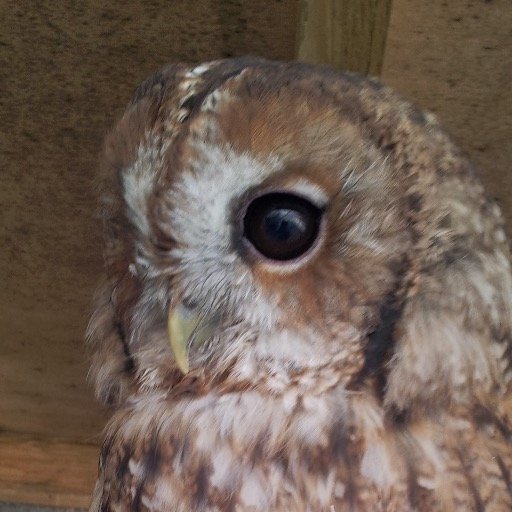 charlottepike's profile picture. kitting, animals and black metal