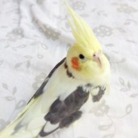 あいみ (@amii_pavot) 's Twitter Profile