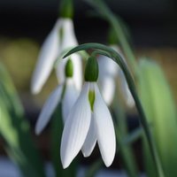Cam Botanic Comms (@cambotaniccomms) 's Twitter Profile