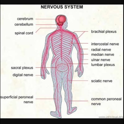 Functions: To send messages to the brain telling it what to do, to control the body, communication among its parts.