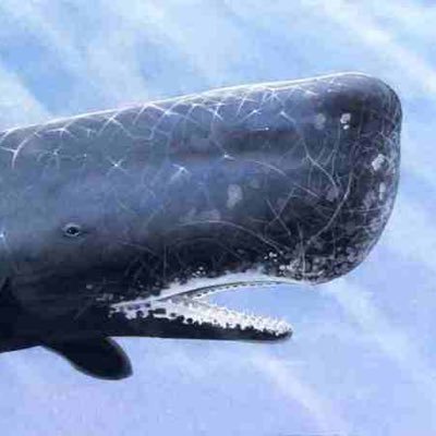 Funny Sperm Whale (@SpermFunnyWhale) / Twitter Funny Sperm Whale (@SpermFunnyWhale) / Twitter