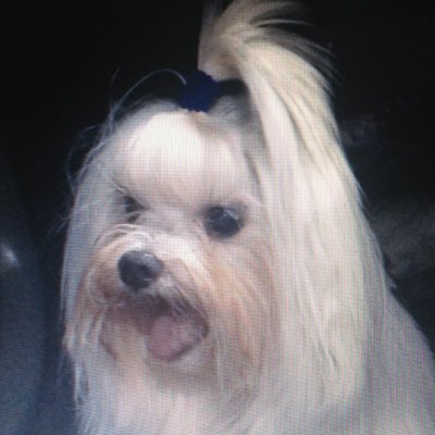 Her name was Betty Ann White-Mitchell. She was a 12 year old Maltese adopted from the Sacramento SPCA on Oct. 7, 2012 and passed away Jan. 7, 2016.