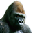 dikrek's profile image