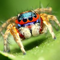 SICB_DEE (@sicb_dee) 's Twitter Profile