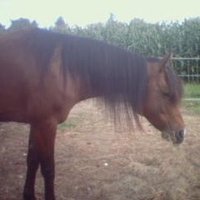 MMMelodee (@mmmukalla) 's Twitter Profile