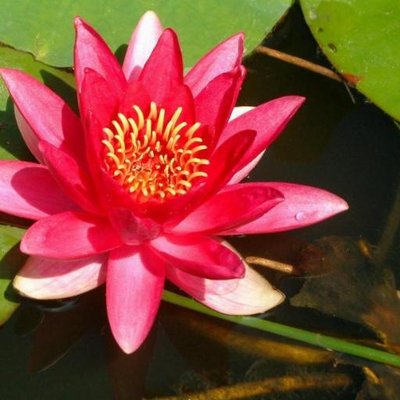 Nenufar87's profile image