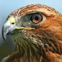 dragonmastercap's profile picture. My account on ROBLOX is DragonMasterCaptain I play a lot of games on my Windows 10 either. So come and join me at ROBLOX anytime you want.