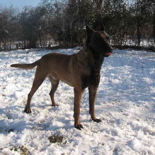 igoboje's profile picture. Breeder dogs breed Belgian Shepherd Malinois