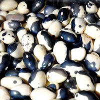 BallardFarmersMarket (@ballardfmkt) 's Twitter Profile