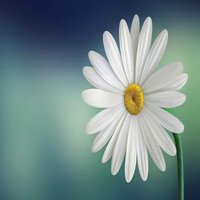 Julia Duggan (@loving2write) 's Twitter Profile