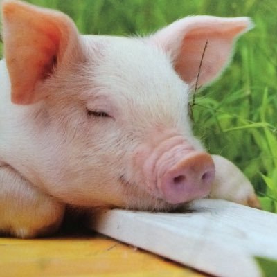 _osmy's profile picture. 男子大女子学生から霞妻に転身 / コシヒカリの里→ずんだの杜→シウマイの港 / #2018Jun_baby / #2020Mar_baby