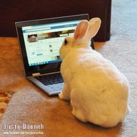 Dusty Bunneh (@dustybunneh) 's Twitter Profile