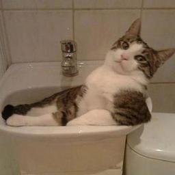 lamlaigitxmango's profile picture. lambbb