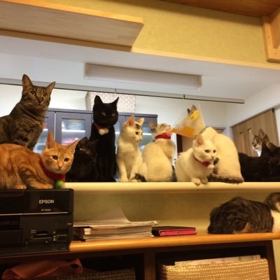 大阪市城東区鴫野で子猫の保護及び里親探しをしています。捨てられた子や親とはぐれてしまった子などさまざまな理由で集まった子達が本当の家族と出会える場所にしたいです。