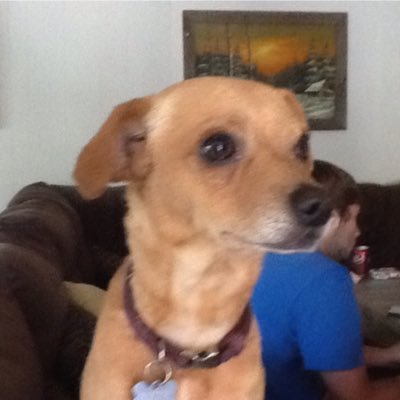 The Green Wiggle, And My Dog Name Rusty