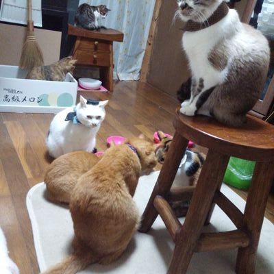 気まぐれネコさんのプロフィール画像
