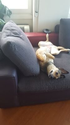 NicolePortegiesZwart Profile