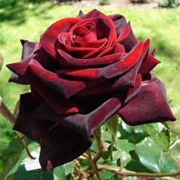 gowri334's profile picture. 