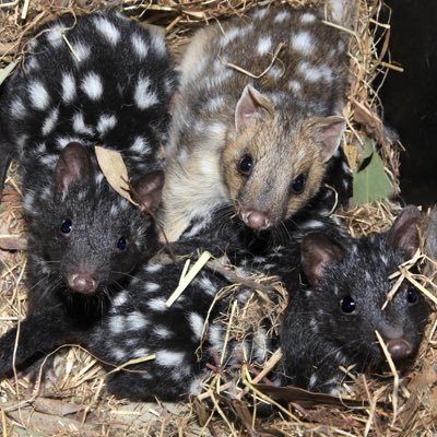 Mt Rothwell Conservation and Research Centre, a 450 hectare property, is the largest pest-predator free ecosystem in Victoria.