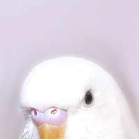 Birds tho (@birdsthoco) 's Twitter Profile