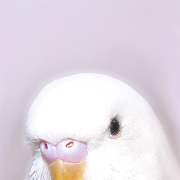 Birds Tho Birdsthoco Twitter Birds Tho Birdsthoco Twitter