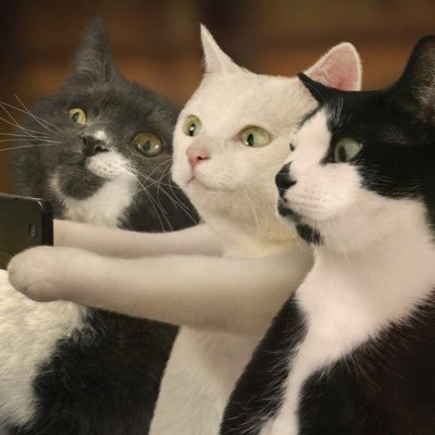 Si Tompok Nazsofficial Twitter Si Tompok Nazsofficial Twitter