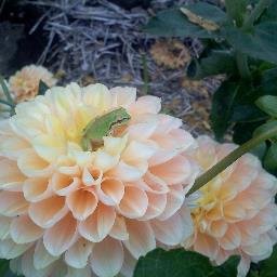 M00nfl0werh0pe's profile picture. 