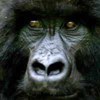 jeshigorilla's profile picture. Jeshi is a trouble-maker! He always likes jumping out at visitors and giving them a fright. He never means any harm and pretty soon he goes away.