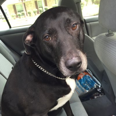 Royaldane's profile picture. Fitness enthusiast, animal lover, world traveller, aviation professional, progressively minded