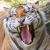 Montgomery Zoo (@zoomannmuseum) Twitter profile photo Montgomery Zoo (@zoomannmuseum) Twitter profile photo